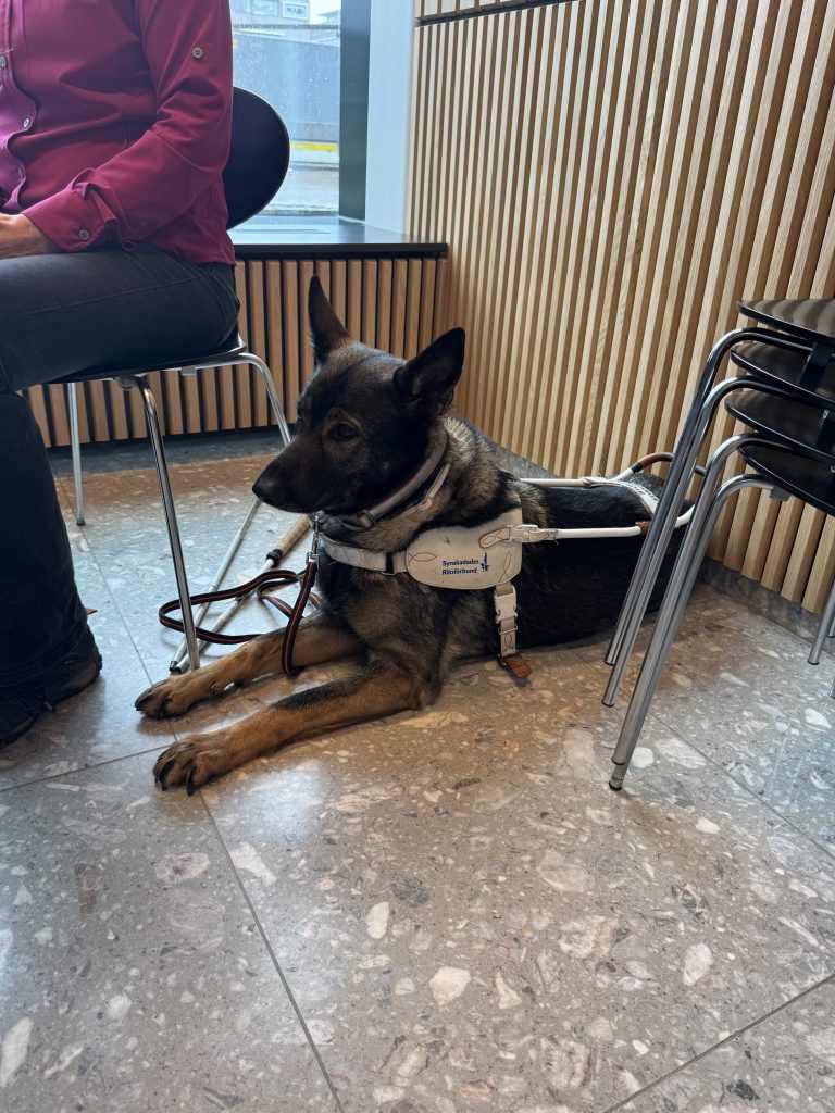 Ledarhund för synskadad.